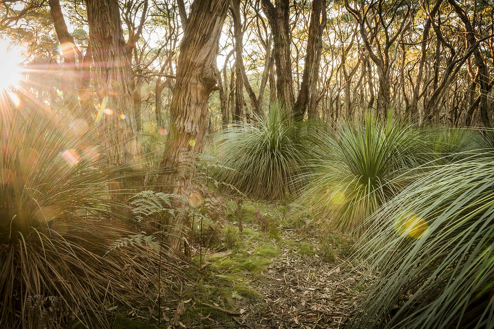 48-Coastal Grasses VIC.jpg