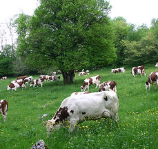 PASCALE F_vaches.JPG
