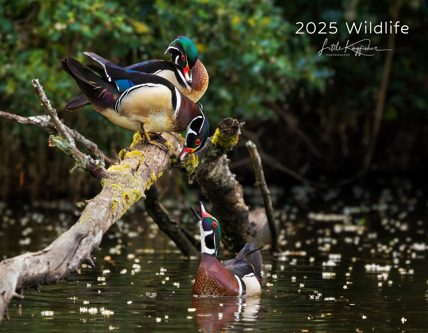 2025 Wildlife Calendar