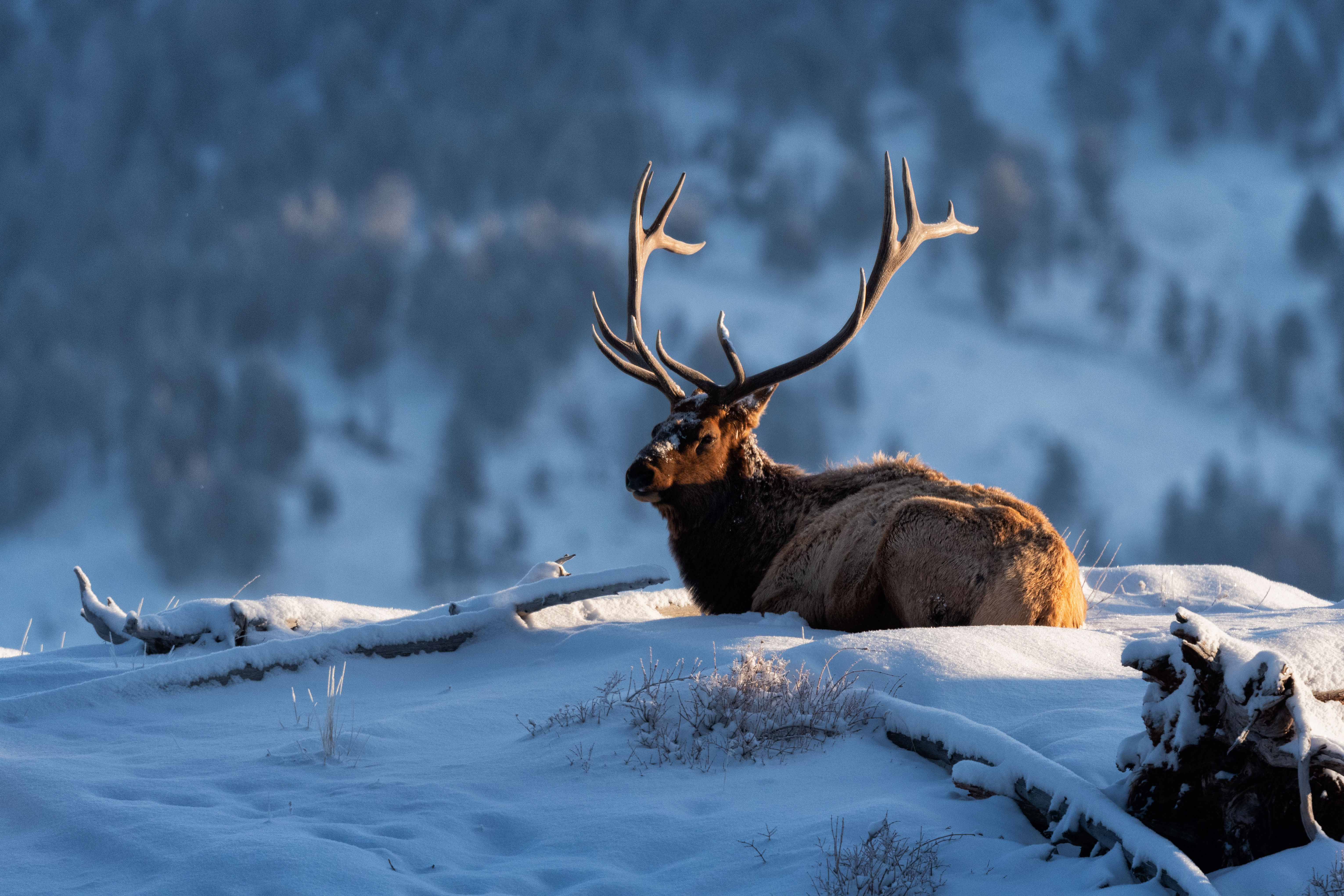 Frosty First Light - Bull Elk