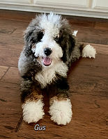 Beautifully marked merle bernedoodle puppy