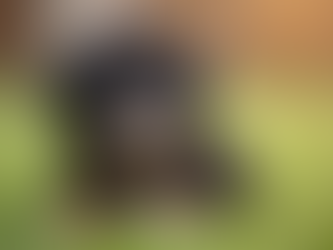 Choosing the Best Hypoallergenic Dog Breeds