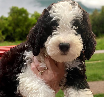gorgeous and fluffy bicolor mini berneddoodle