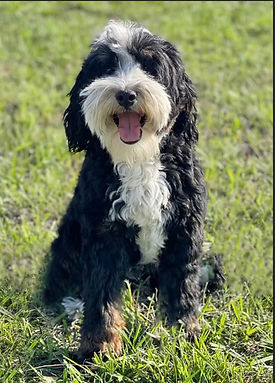 Milo mini bernedoodle stud from Jahama Doodles