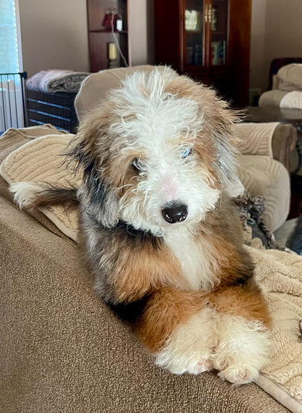 Sophie, merle tricolor  bernedoodle with blue eyes and future mom for Hilary's Doodle Ranch