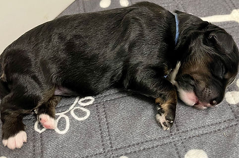 newborn mini bernedoodle puppy