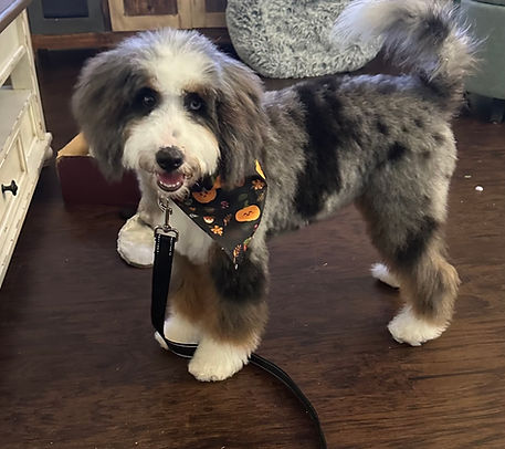 Beemer, merle tricolor mini Bernedoodle stud for Hilary's Doodle Ranch