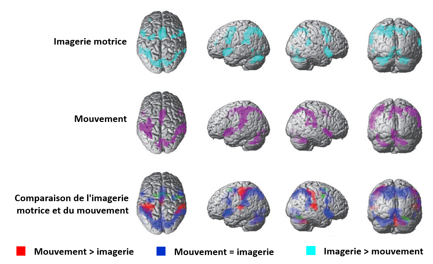 Comparaison imagerie motrice et du mouvement.