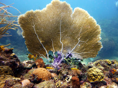 AdobeStock_Gorgone Réserve Cousteau.jpeg