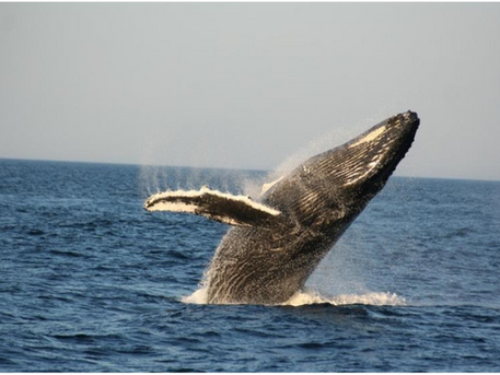 Meeting with a giant: The humpback whale.
