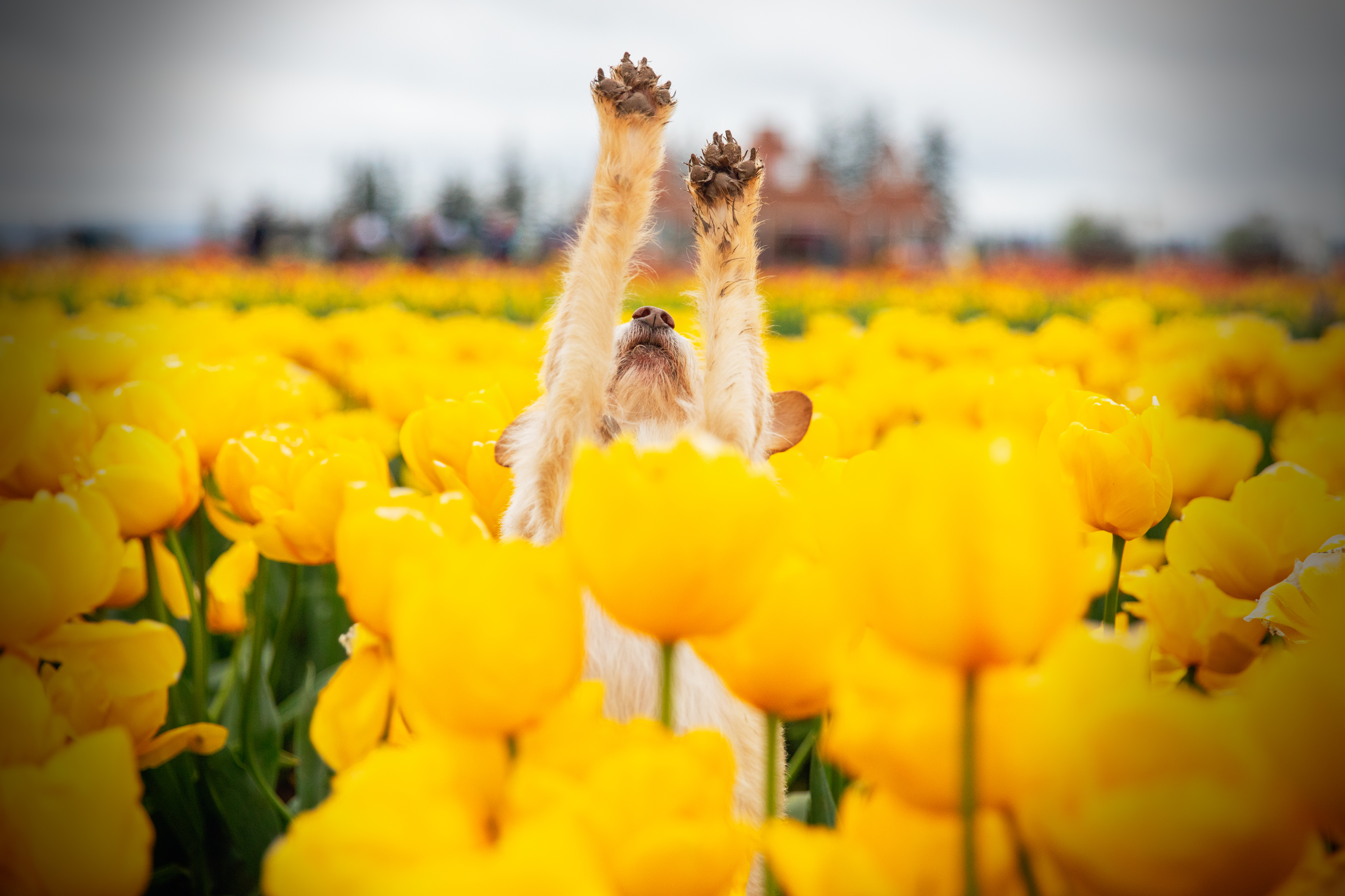 (CANCELLED) Petal Puppies - April 16th (THURSDAY)