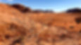 Desert tree