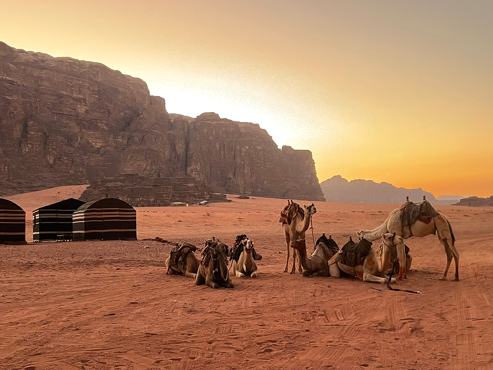 Camp camels wadi rum desert dreams