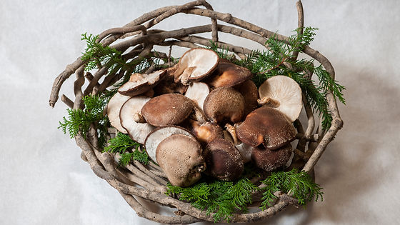露地しい茸 大小ミックス(1kg)