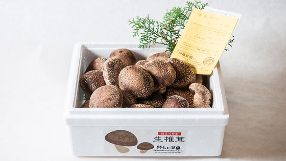 どんこ 露地しい茸(1kg)
