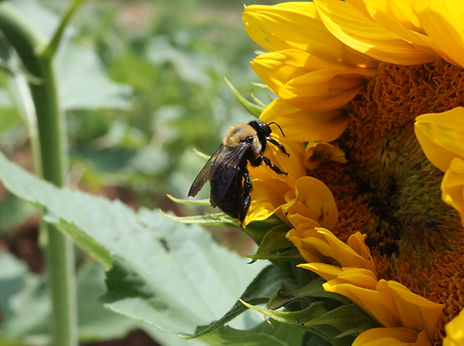 Sustainable Ag