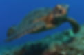 green-turtle-noaa.jpg