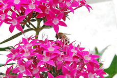 דבורה 2 - סמדר דורות.jpg