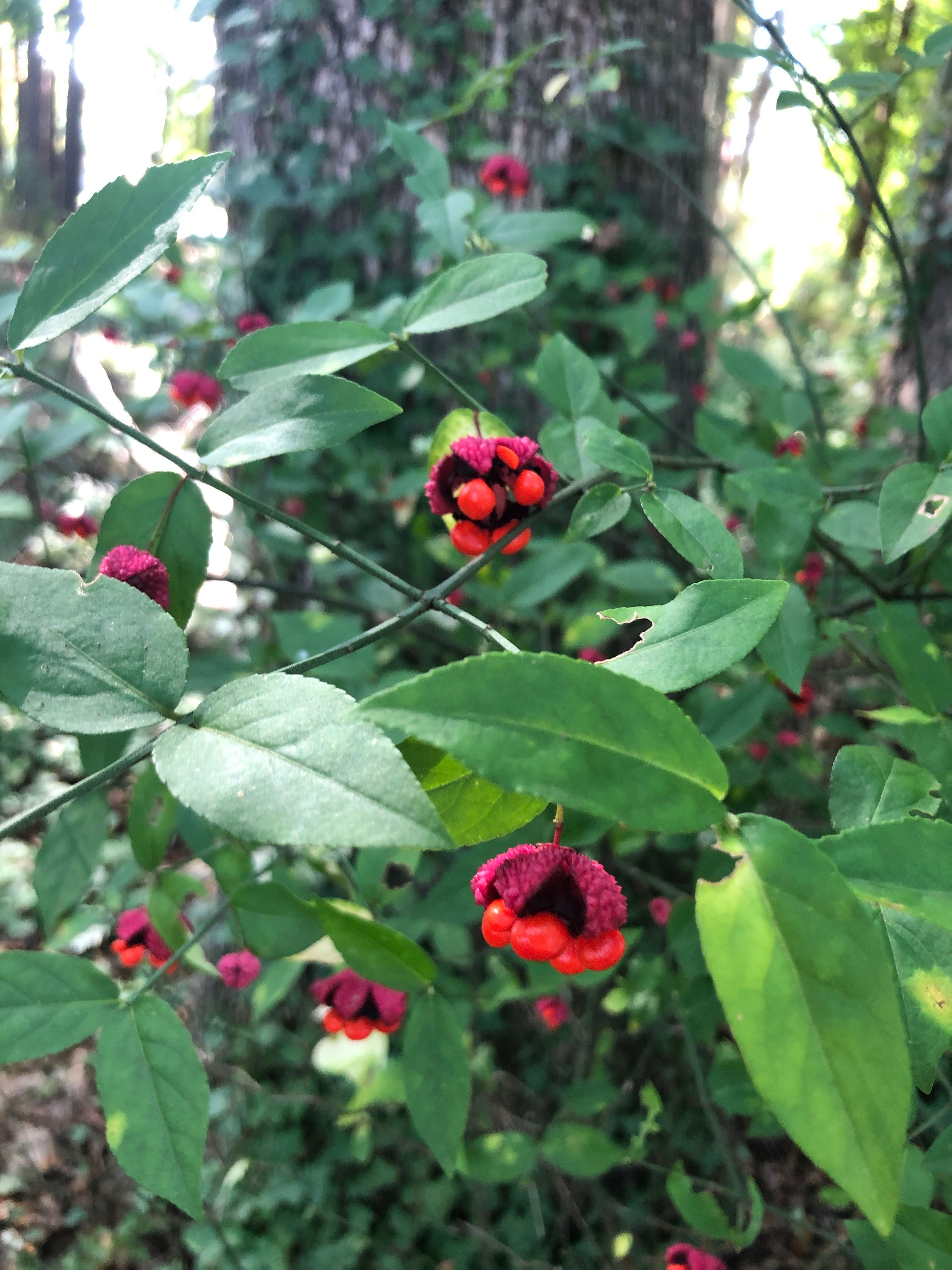 Euonymus americanus (American strawberry bush)