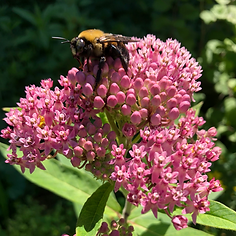 Milkeed plant with bumblebe on top - Buy plants