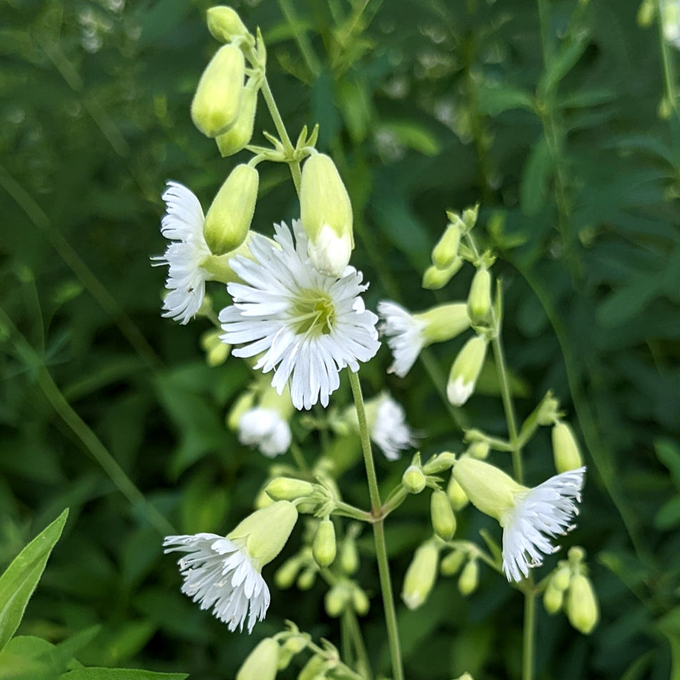 Silene stellata (Starry campion)