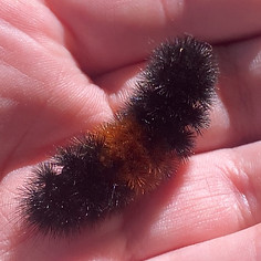 Woolly bear caterpilar in hand - Find Us 
