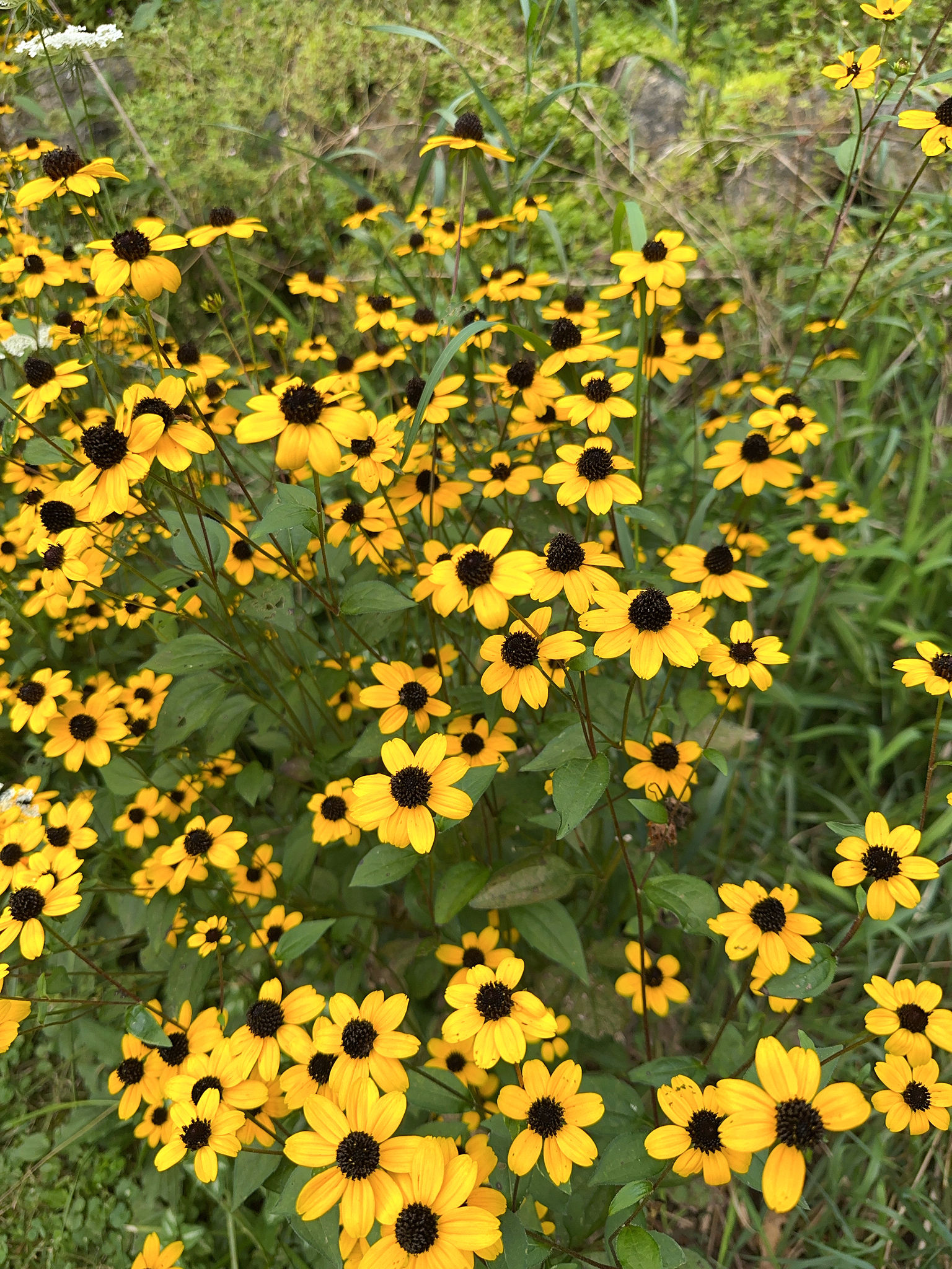 Rudbeckia triloba (Brown-eyed Susan)