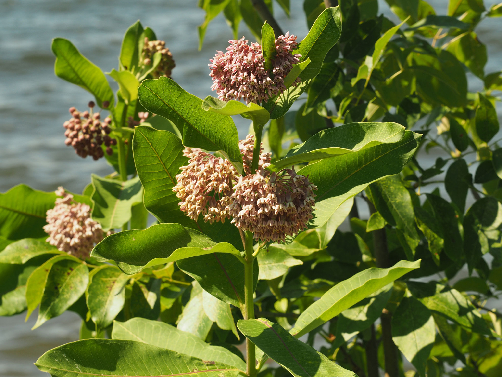 Asclepias syriaca (Common Milkweed) Seed Packet