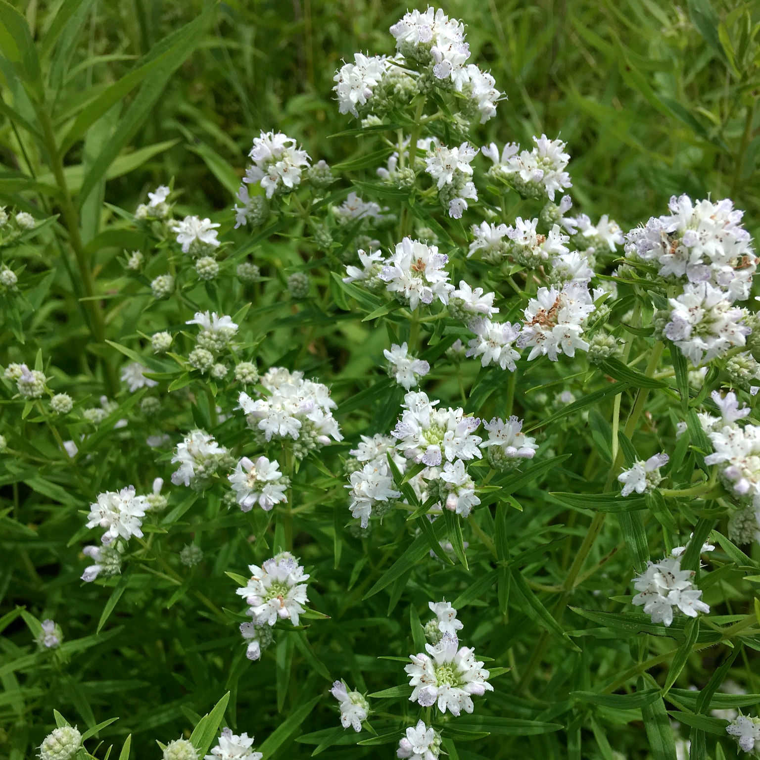 Pycnanthemum virginianum (Virginia mountain-mint)
