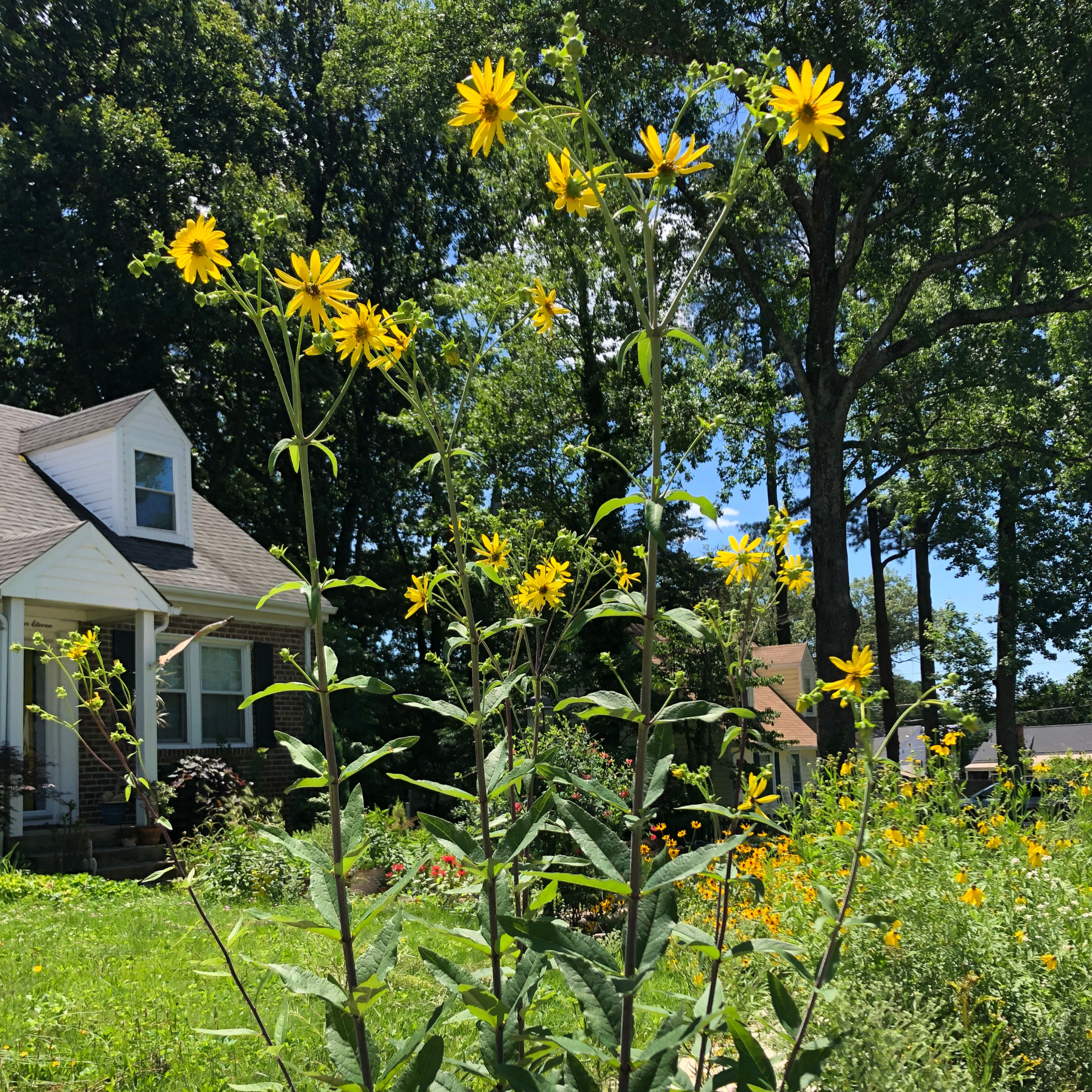 Silphium asteriscus (Whorled rosinweed) Seed Packet