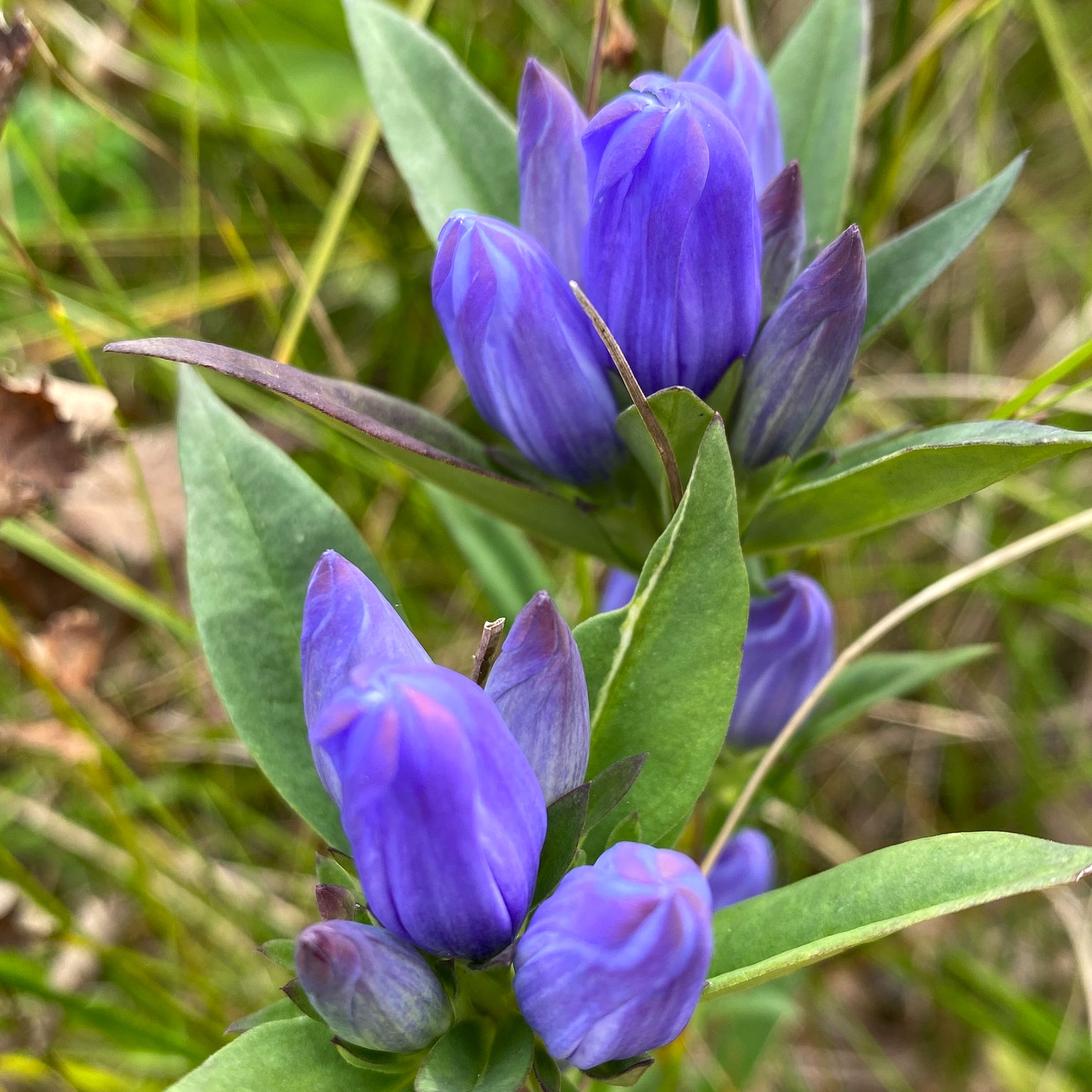 Gentiana saponaria (Soapwort gentian)