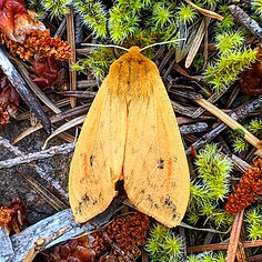 Pyrrharctia isabella moth - About Us 