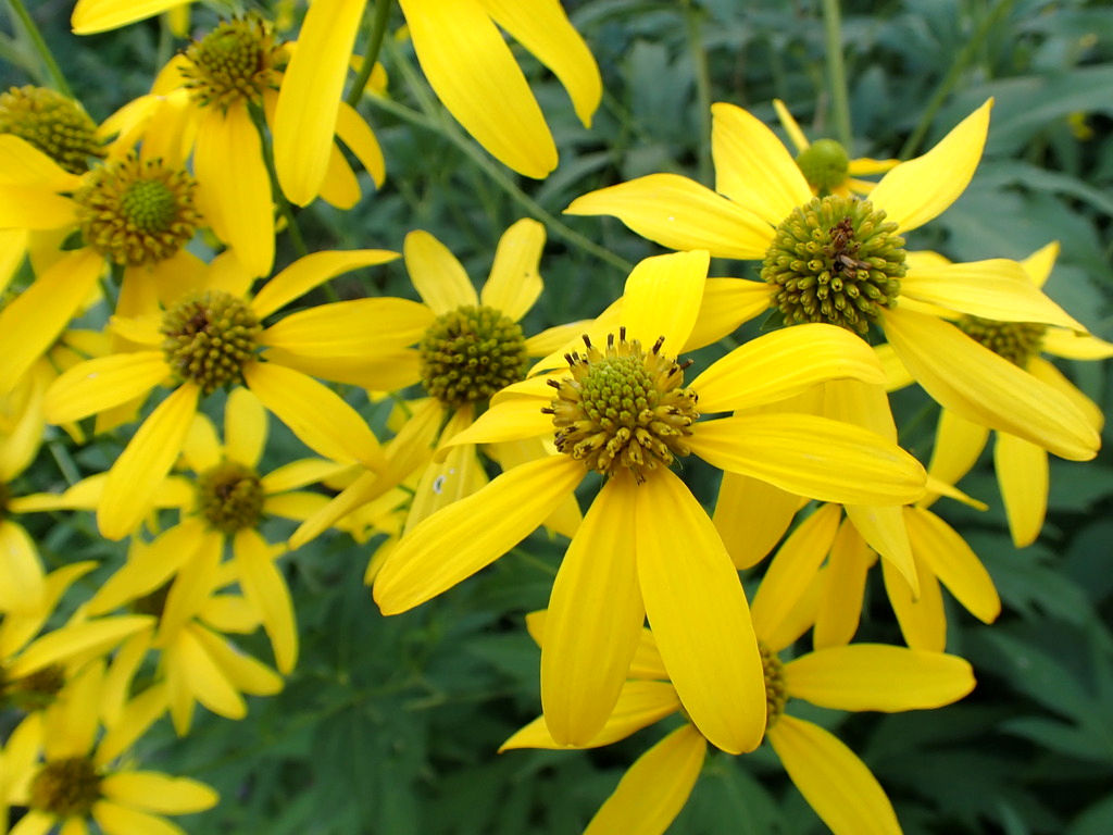 Rudbeckia laciniata (Cutleaf coneflower)