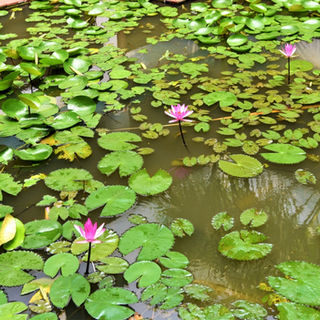 2022_CBE_Garden Competition (6).JPG