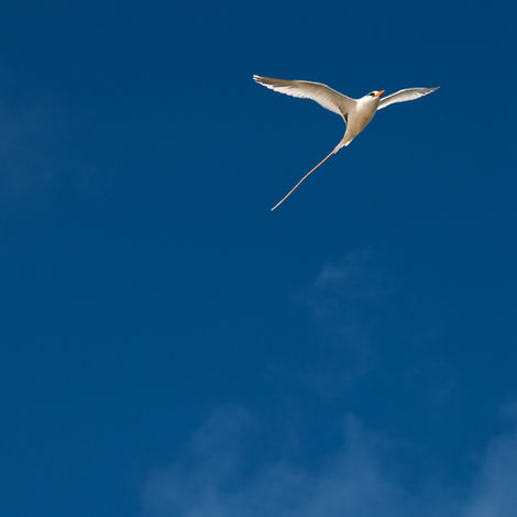 Vogue - LongTail.jpg