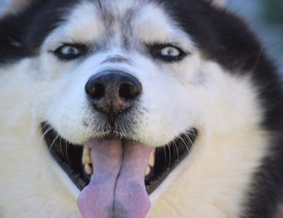 Dog boarding payson utah