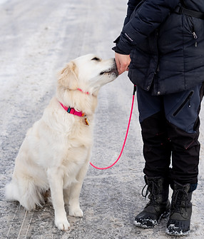 Golden retriever on a leash getting a treat