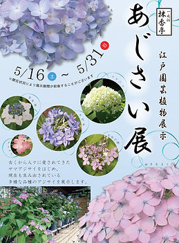 あじさい展A3ポスター260513.jpg