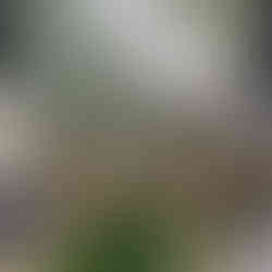 הכנות לחציל