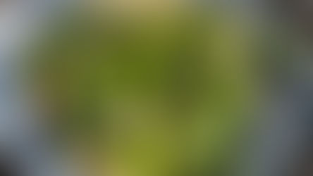 סלט מלפפונים