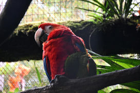 A parrot