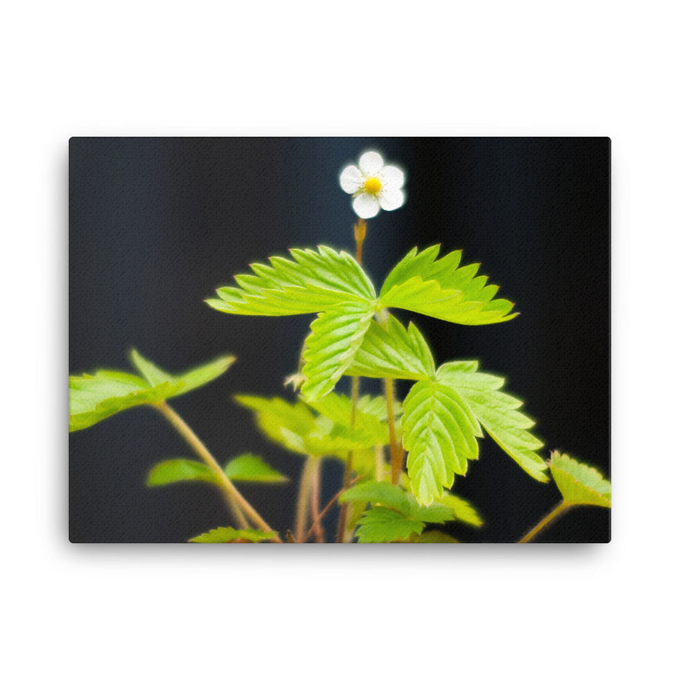 Miniatura: Canvas: "Blühende Walderdbeere"