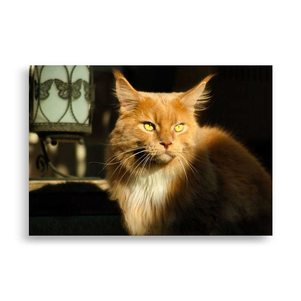 Miniaturbild: Poster: Maine Coon 