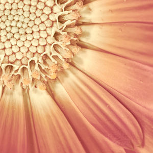 Close-up macro photograph of a flower in warm tones, focusing on its geometric center and delicate petals