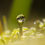 Miniatura: An art macro photo of Cladonia lichens and drop by Inna Etuvgi. An emerging artist with Aphantasia from Sweden. Photo print.