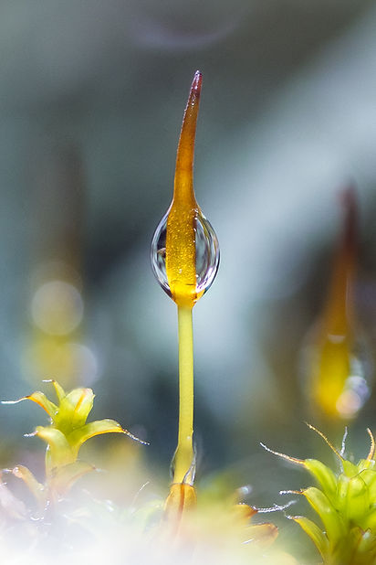 Close1-moss-soul.jpg