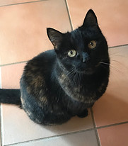Jimmy-loving-cat-tortie.jpg