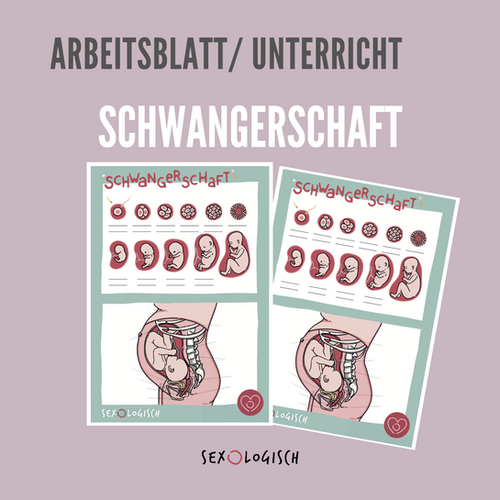 Anatomie-Arbeitsblatt: Schwangerschaft | sexOlogisch