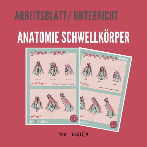 Anatomie-Arbeitsblatt: Schwellkörper | sexOlogisch