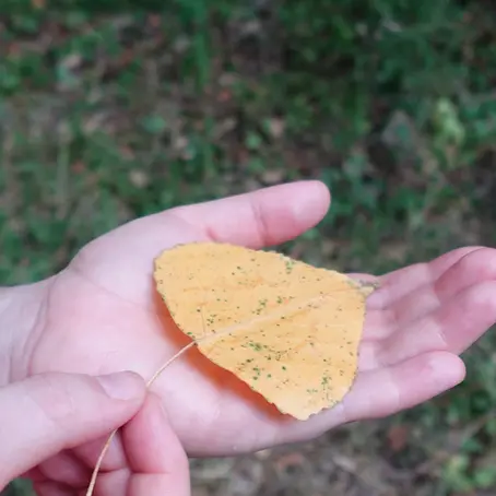 Feuille d'automne représentant la thérapie holistique à Barcelone chez Flor de Agua.